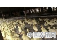 家里有4亩空地想养点鸡鸭用什么圈地比较好 - 中国养殖网
