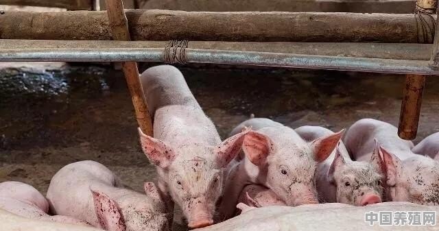 每年卖出二三百头猪不算养猪大户吗 - 中国养殖网