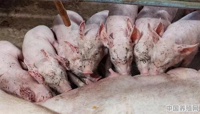 每年卖出二三百头猪不算养猪大户吗 - 中国养殖网