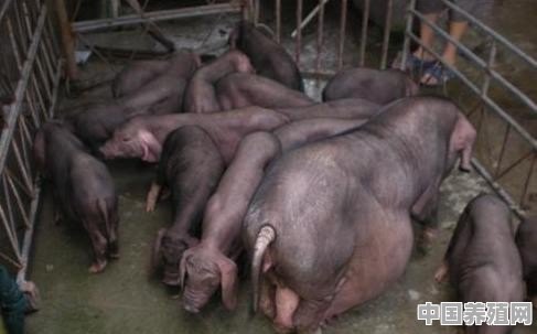 本土品种太湖猪，窝产42头，为何市场不接受 - 中国养殖网