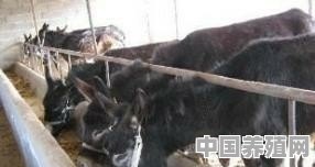 驴皮价格上涨近100倍，为什么还是没有人养驴赚钱呢 - 中国养殖网
