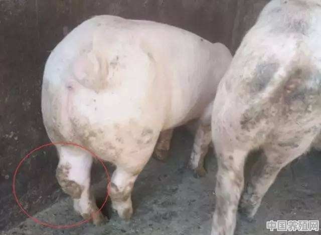 驴皮价格上涨近100倍，为什么还是没有人养驴赚钱呢 - 中国养殖网