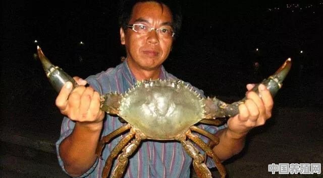 今天和赶海的农民买了4只大青蟹重2斤，花了我500元，大家说我是不是买贵了哦 - 中国养殖网