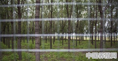 臭椿树有什么用途 - 中国养殖网