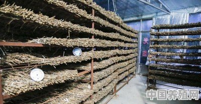 臭椿树有什么用途 - 中国养殖网