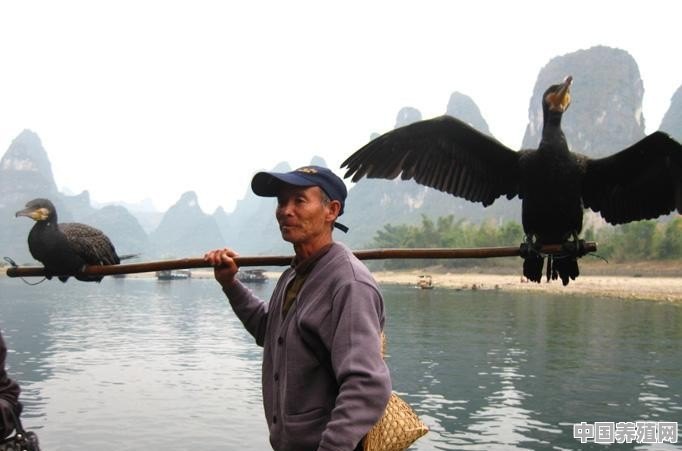 鱼鹰该如何繁殖和饲养 - 中国养殖网