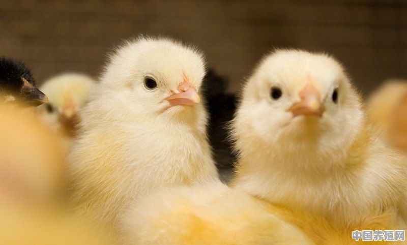 在育雏室前十天土鸡鸡雏应怎么管理 - 中国养殖网