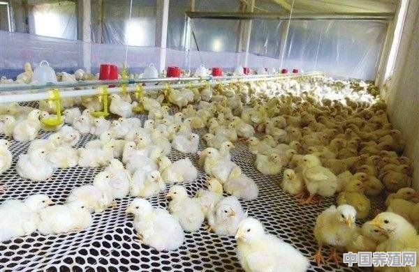 在育雏室前十天土鸡鸡雏应怎么管理 - 中国养殖网