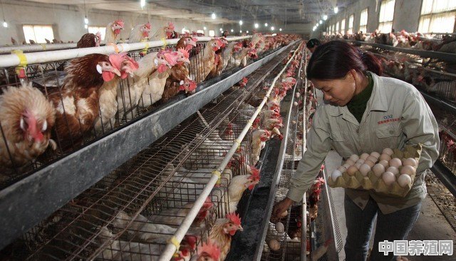 农村养殖走地鸡效益好吗？包括土鸡和散养鸡的前景怎么样 - 中国养殖网