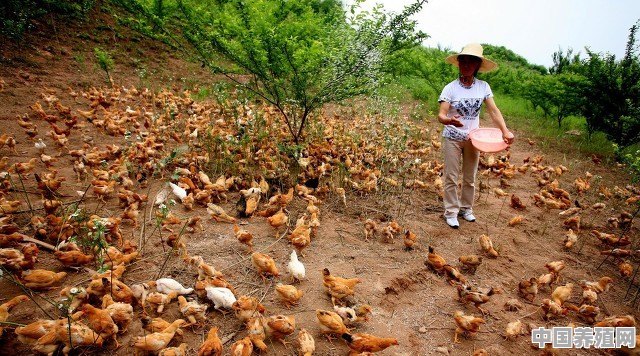 农村养殖走地鸡效益好吗？包括土鸡和散养鸡的前景怎么样 - 中国养殖网