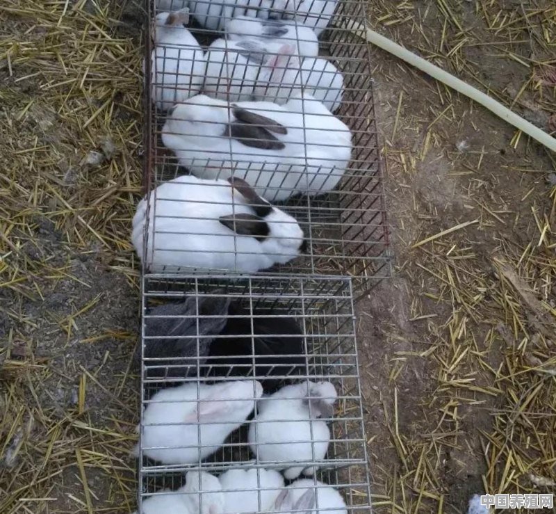 现在养殖灰兔行情怎么样。能养殖吗 - 中国养殖网