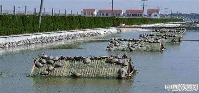 夏天到了，农村养殖户在池塘养的鱼，有什么方法可以给它们降温 - 中国养殖网