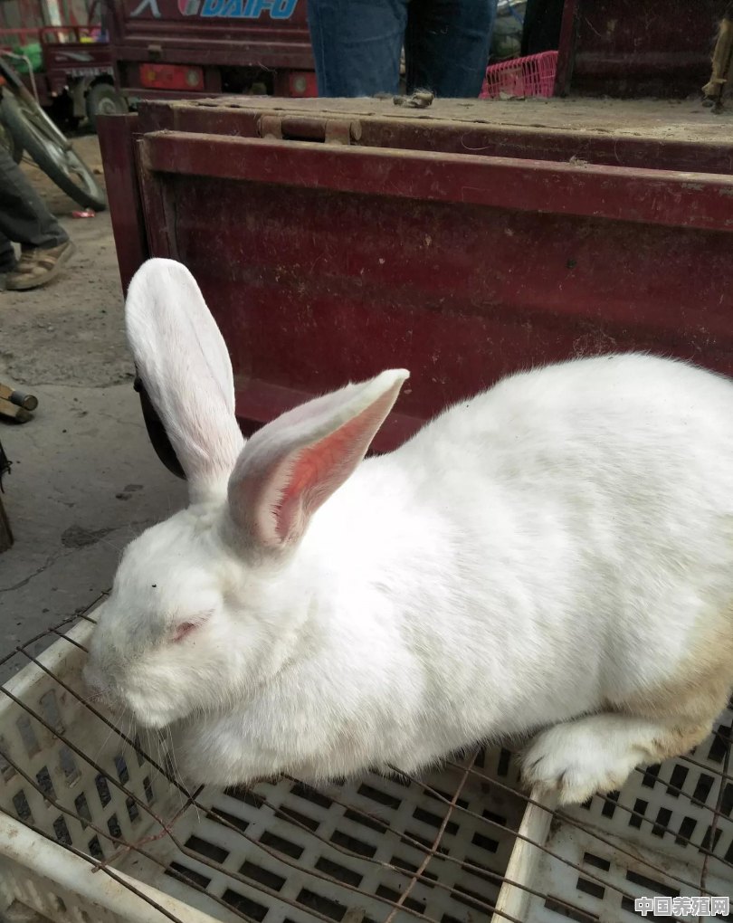 如何构建兔舍？在养殖过程中，怎样预防疾病 - 中国养殖网