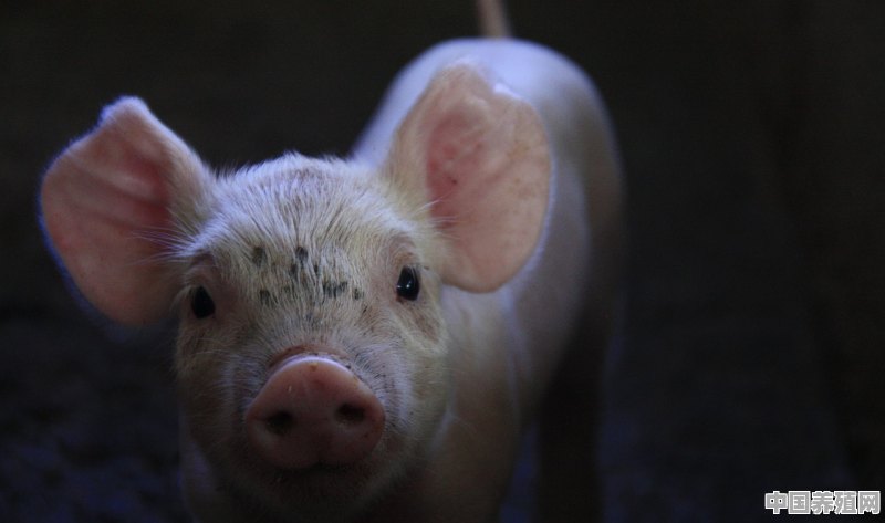 肉猪养殖技术 - 中国养殖网