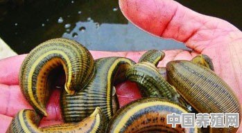 水蛭如何能够提高成活率 - 中国养殖网