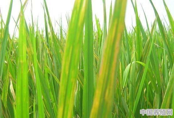 水稻生了细菌条班病，有什么农药效果好 - 中国养殖网