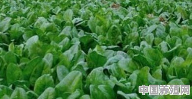 在南方夏季时可以种植菠菜吗？如何种植好 - 中国养殖网