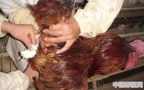 农村养鸡可以用人工授精吗，该如何做呢 - 中国养殖网