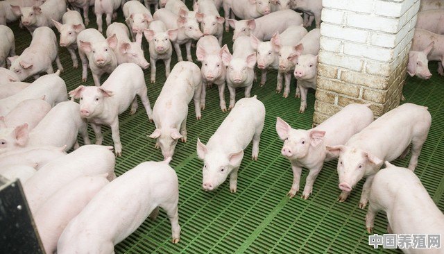 生猪价格破成本线，养猪亏损怎么办 - 中国养殖网