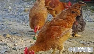 养土鸡是先有销路再养还是养好了再找销路 - 中国养殖网