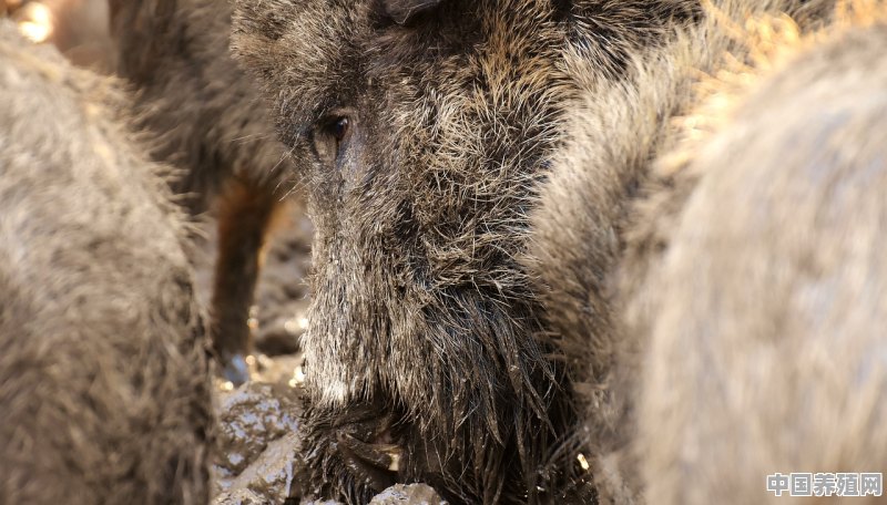 建一个500头猪的养猪场大概需要多少钱，怎么算的 - 中国养殖网
