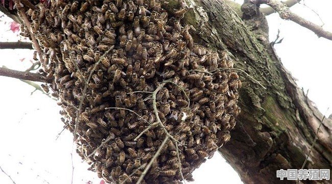 野蜜蜂怎么养 - 中国养殖网