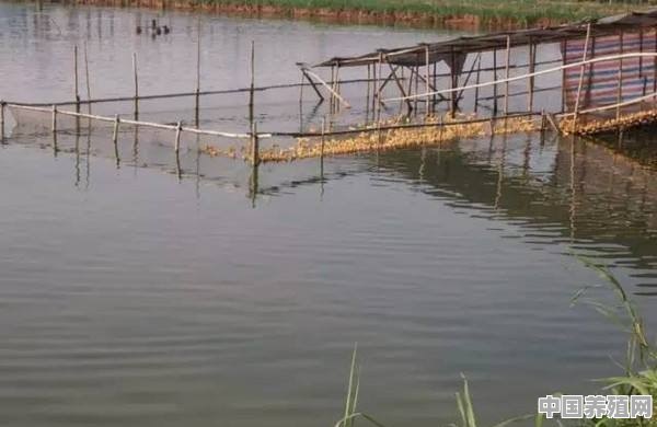 直接在湖面养鸭，会对水源产生污染吗 - 中国养殖网