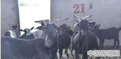羊的布氏杆菌病怎么治 - 中国养殖网