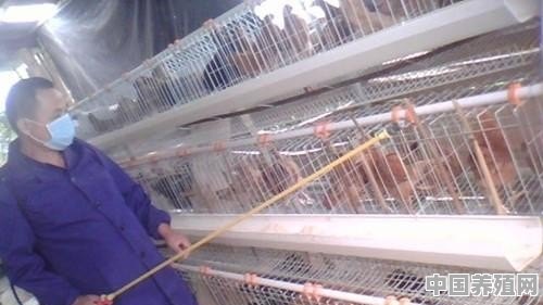 鸡舍要打什么农药杀虫和杀菌 - 中国养殖网