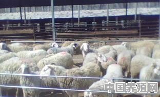养羊饲料配方青贮、青草、干草、精料配比各是多少 - 中国养殖网