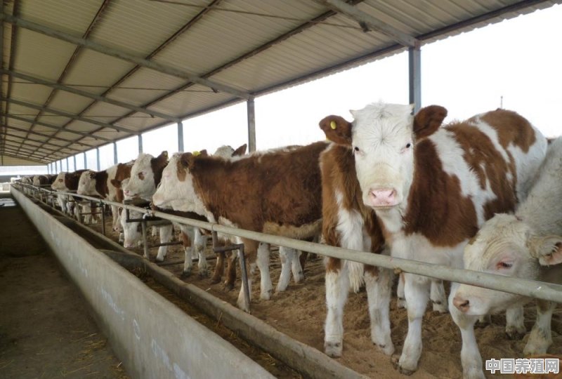 100万可以养多少头肉牛，一年下来能赚多少钱 - 中国养殖网