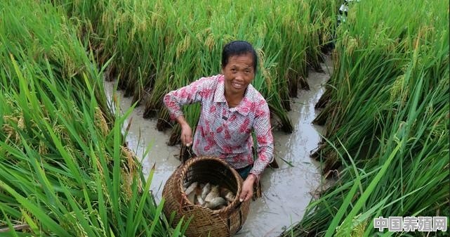 在稻田里养鱼，对水稻生长有好处吗，为什么 - 中国养殖网