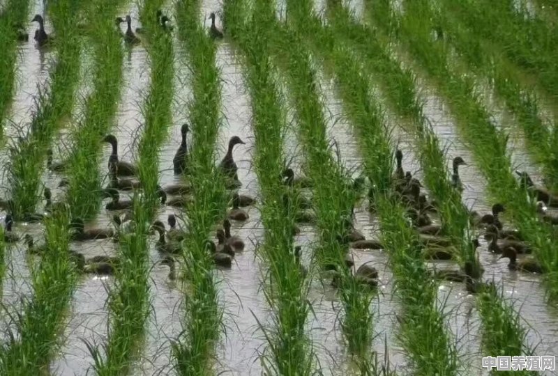 水稻田养殖蛋鸭前景如何，国家有补贴吗 - 中国养殖网