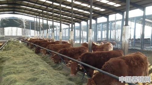 "代养"的养牛模式，有发展的前景吗 - 中国养殖网