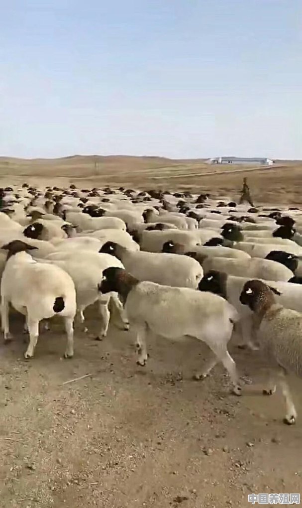 牧区在疫情期间放牧牛羊怎么办 - 中国养殖网