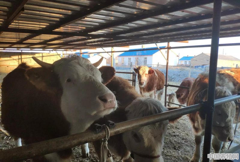 牛应该怎么人工配种 - 中国养殖网