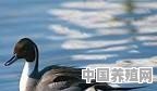 野鸭会飞，家里的鸭子不会飞，为什么呢 - 中国养殖网