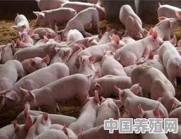 喂猪的饲料需不需要先煮熟呢 - 中国养殖网