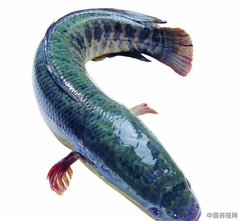 鱼池里如何养黑鱼 - 中国养殖网