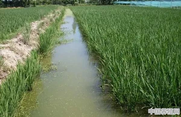 稻田养泥鳅怎么收获 - 中国养殖网