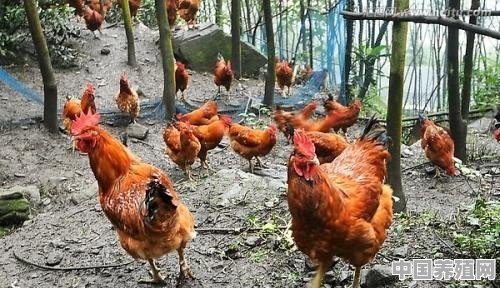 林地果园如何放养鸡群 - 中国养殖网