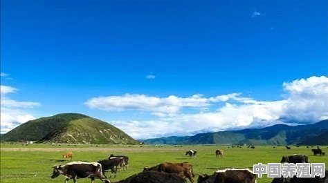 怎样养好品种牛 - 中国养殖网