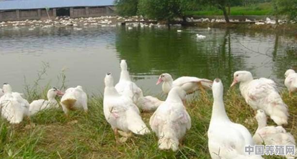 养鸭的稻田如何施肥 - 中国养殖网