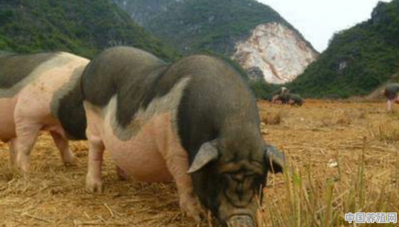 村里养殖的跑山梅花猪和跑山鸡，如何打开销路 - 中国养殖网