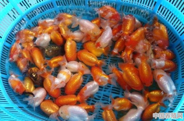 为什么蓝寿狮子头传统金鱼卖得少 - 中国养殖网