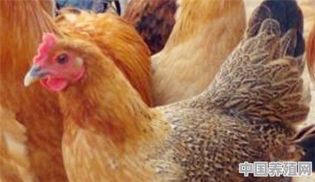 养殖3000只的散养土鸡需投入多少 - 中国养殖网