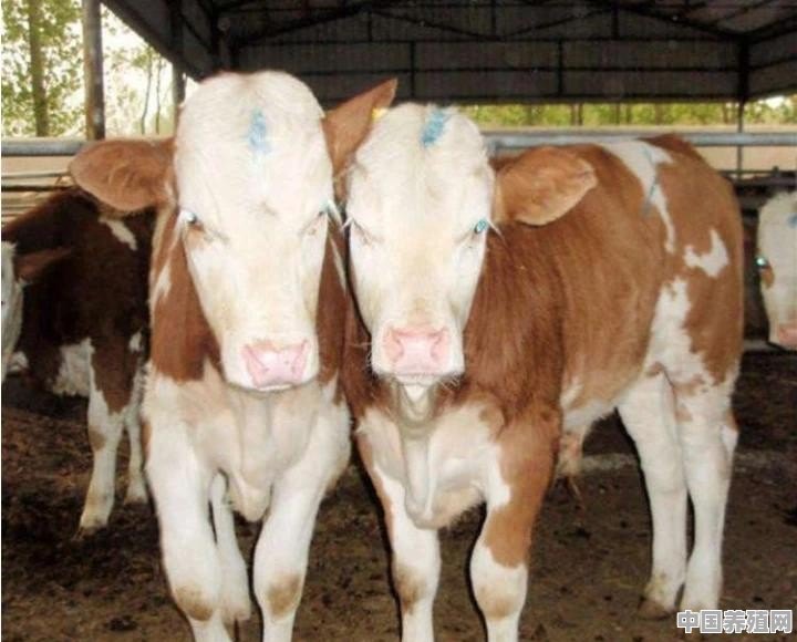 牛肉供需缺口高达百万吨，为何农村养牛还存在销售难题 - 中国养殖网