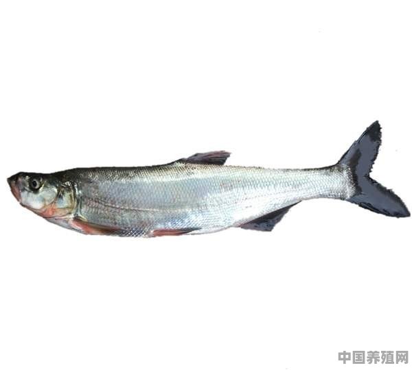 喂刁子鱼用什么饲料好 - 中国养殖网