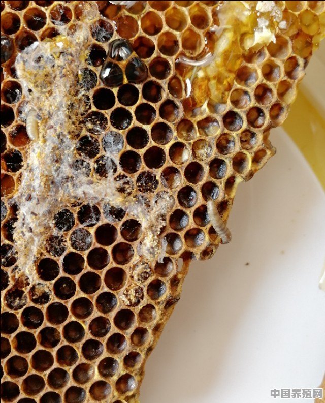 蜜蜂养殖，如何预防和治疗螟虫危害 - 中国养殖网