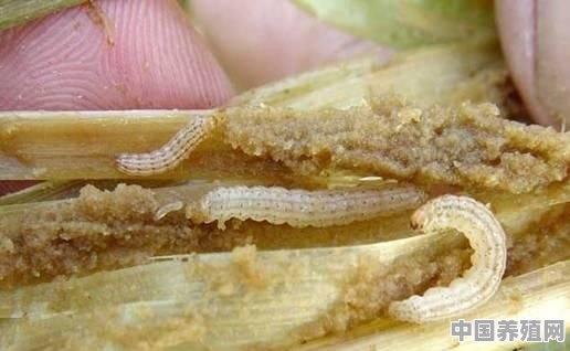 水稻种植户应该如何防治食心虫 - 中国养殖网